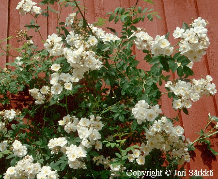 Rosa Beggeriana-Ryhm 'Pohjanthti'